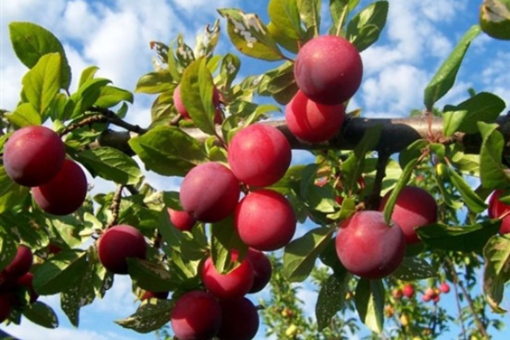 Santa Rosa Plum Plant